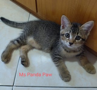 Mr Bond &amp; Ms Panda Paw - Domestic Short Hair Cat