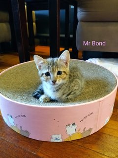 Mr Bond &amp; Ms Panda Paw - Domestic Short Hair Cat
