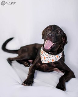 Casper - Labrador Retriever Mix Dog