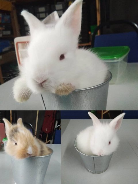 Cupcake, Cotton, Creamy - Lionhead Rabbit