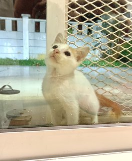 Yuyu 遊遊 - Domestic Short Hair Cat