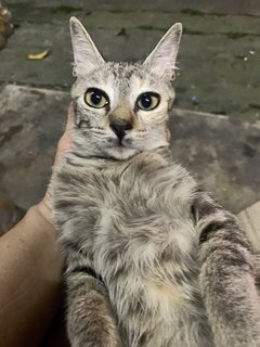 Banban - Domestic Medium Hair Cat