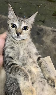 Banban - Domestic Medium Hair Cat