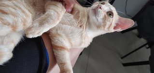 Butter - Domestic Short Hair + Tabby Cat