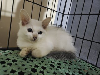Snow  - Domestic Medium Hair Cat