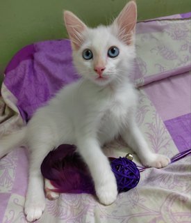 Cotton  - Siamese Cat