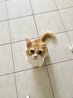 Nigel - Domestic Short Hair Cat