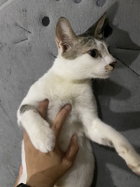 Lau Wu - Domestic Short Hair Cat
