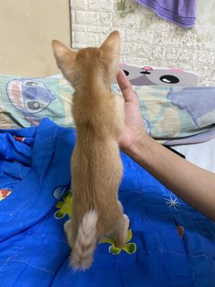 Pangpang - Domestic Medium Hair Cat