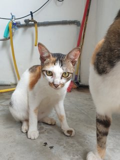 Blackwhite - Domestic Short Hair Cat