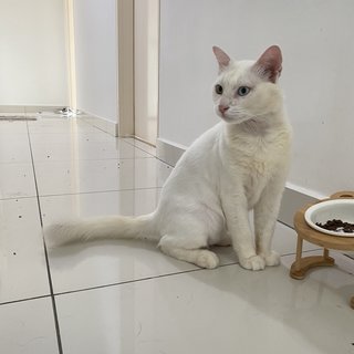 Yi Tong - Domestic Medium Hair + Domestic Short Hair Cat