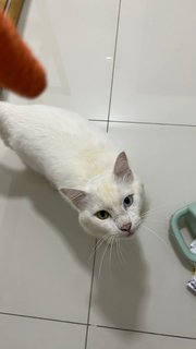 Yi Tong - Domestic Medium Hair + Domestic Short Hair Cat