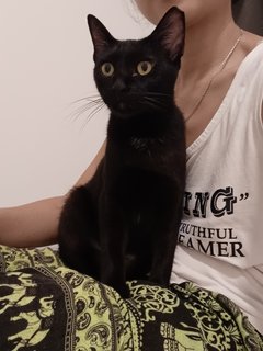 Mocha/ Pearl/ Febie - Domestic Short Hair Cat