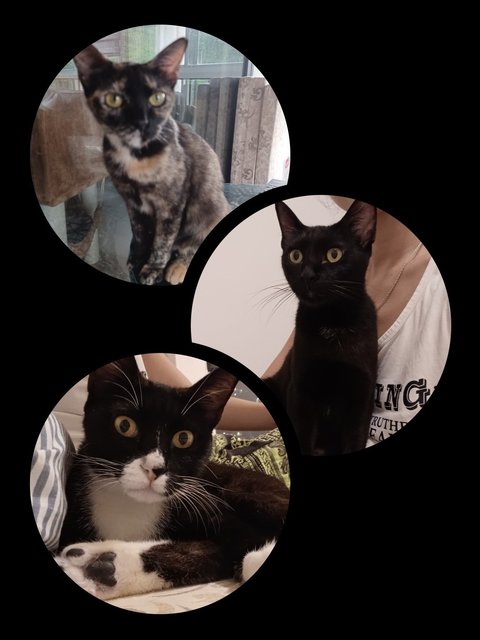 Mocha/ Pearl/ Febie - Domestic Short Hair Cat