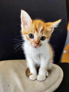 Popiah - Domestic Medium Hair Cat