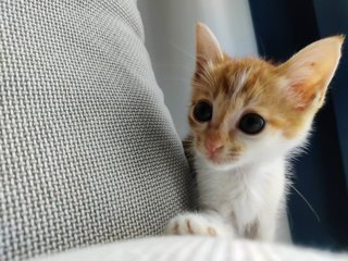 Popiah - Domestic Medium Hair Cat