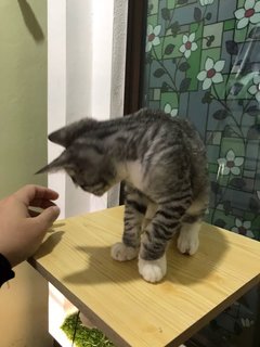 Agro - Bengal + Domestic Short Hair Cat