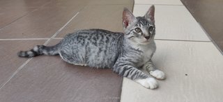 Agro - Bengal + Domestic Short Hair Cat