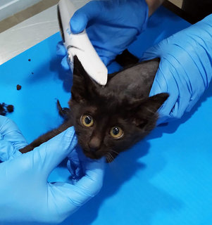 Black Kitten - Domestic Short Hair Cat