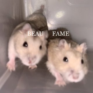 Famebeaudawndashdiordoja - Short Dwarf Hamster Hamster