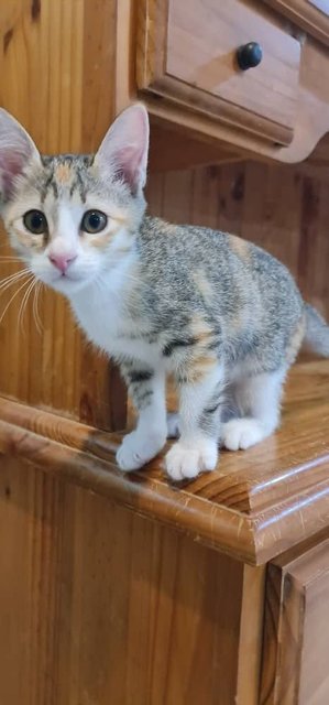 Playful Kitten Teri  - Domestic Short Hair Cat