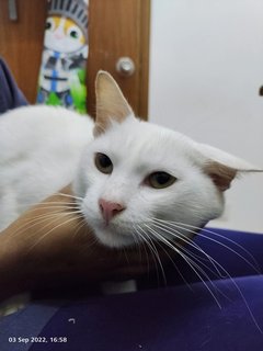 Magnus - Domestic Short Hair Cat