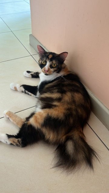 Baby &amp; Calico - Domestic Long Hair + Calico Cat
