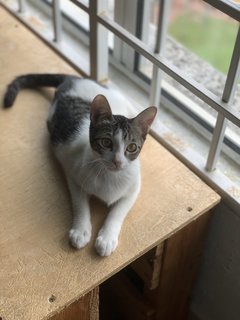 Lumi, Kimi - Domestic Short Hair Cat