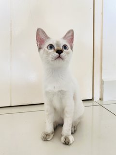 Snow - Domestic Medium Hair + Siamese Cat