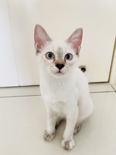 Snow - Domestic Medium Hair + Siamese Cat