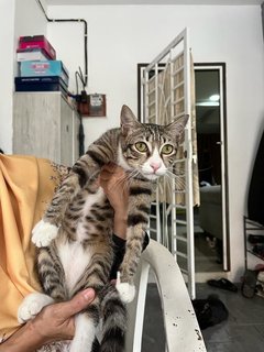 Belang,leo - Domestic Short Hair + British Shorthair Cat