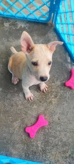 Latte - Staffordshire Bull Terrier Mix Dog