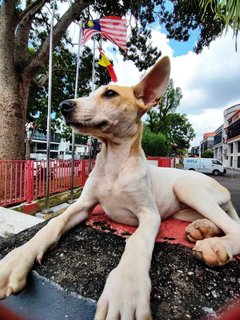 Monkey - Bull Terrier Mix Dog