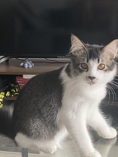 Oreo - Domestic Medium Hair Cat
