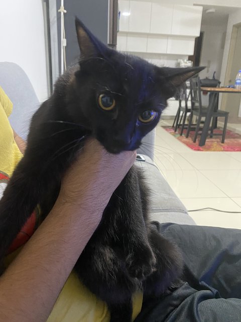 Marli  - Domestic Medium Hair Cat