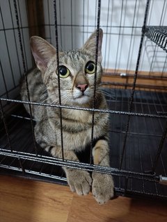 American Shorthair Cat Breed - American Shorthair + Bengal Cat