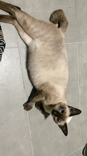 Suri - Siamese Cat