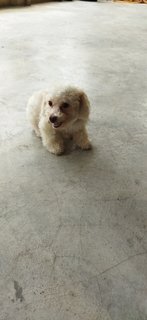 Poodle (Gogo) - Poodle Mix Dog
