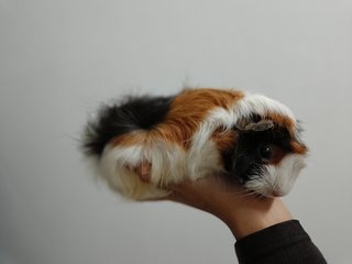 Adik And Her Baby Girl - Guinea Pig Small & Furry