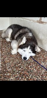 Benji - Husky + Alaskan Malamute Dog