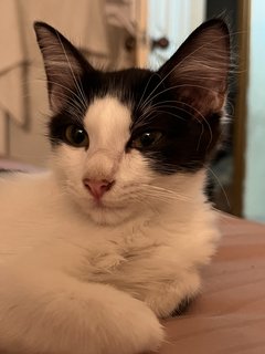 Oreo And Ash - Domestic Medium Hair + Domestic Long Hair Cat