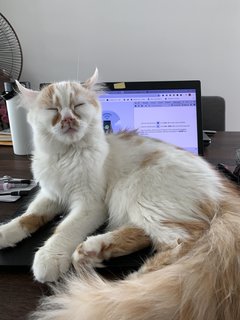 Oliver - American Curl + Persian Cat