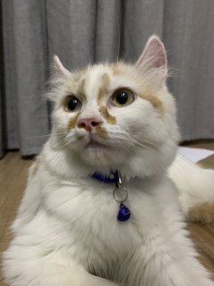 Oliver - American Curl + Persian Cat