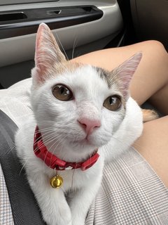 Miku/smol Kat - Domestic Short Hair Cat