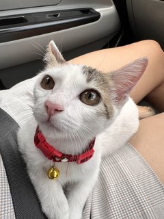 Miku/smol Kat - Domestic Short Hair Cat
