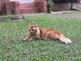 Oren - Domestic Medium Hair Cat