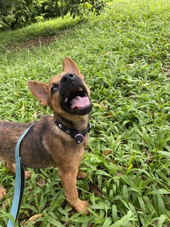 Ollie The Trail Explorer - Mixed Breed Dog