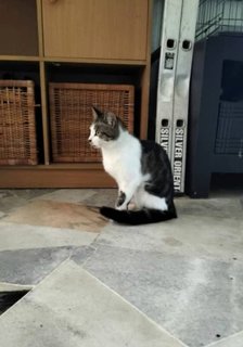 Puteh - Domestic Short Hair Cat