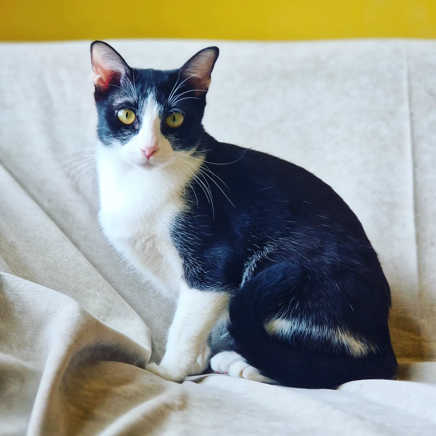 Nessi &amp; Iodine - British Shorthair + Domestic Short Hair Cat