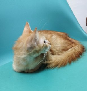 Power Puff Boys - Domestic Long Hair + Domestic Medium Hair Cat